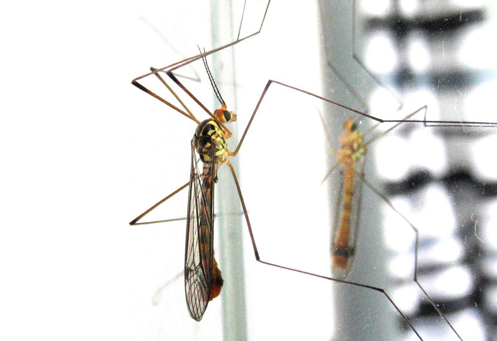 Itchy, itchy… scratch,&nbsp;scratch