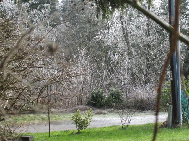 Ice will coat all the tiniest branches of the trees -- making them look like beautiful ghosts.
