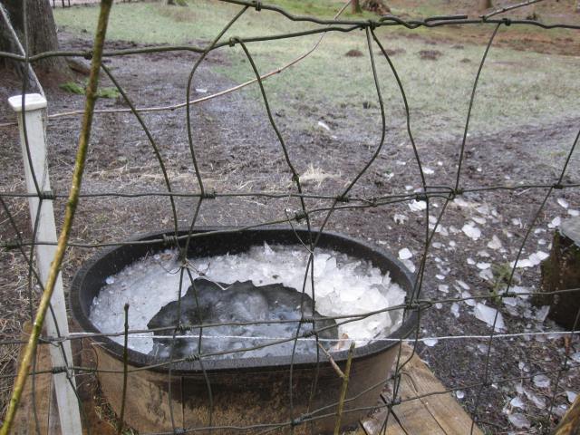 The week of below freezing weather also meant frozen water for the animals. We had to bring out fresh water a couple times a day.