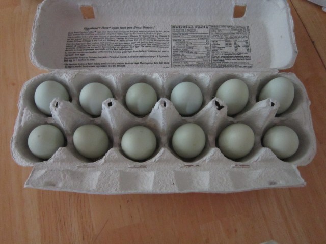 A dozen tiny blue eggs
