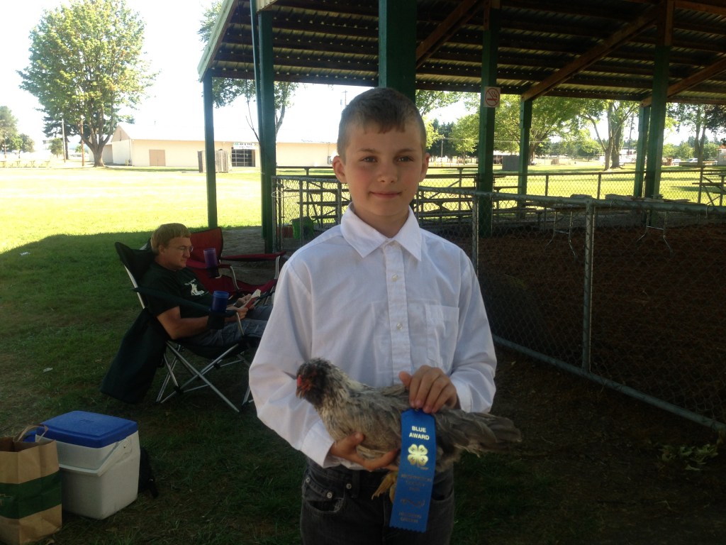 Blue ribbon in chicken showmanship