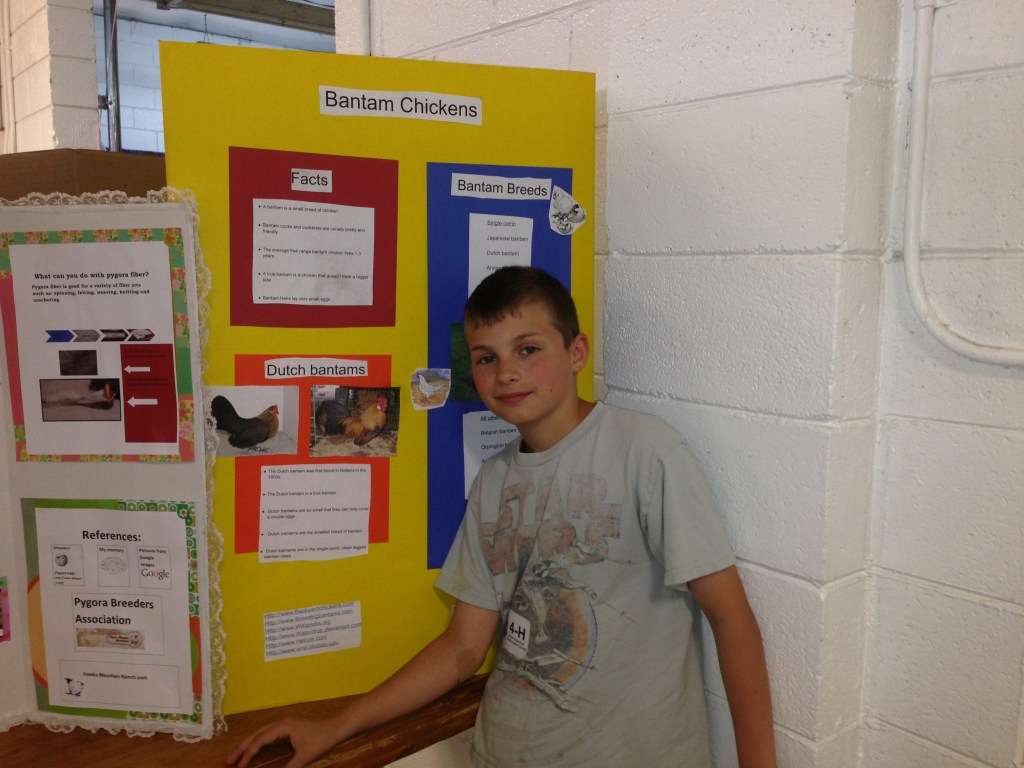 A blue ribbon for Rowan's educational board all about Bantam Chickens!