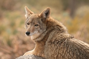 coyote