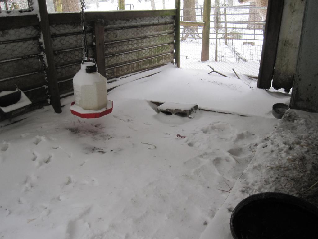 chicken coop snow