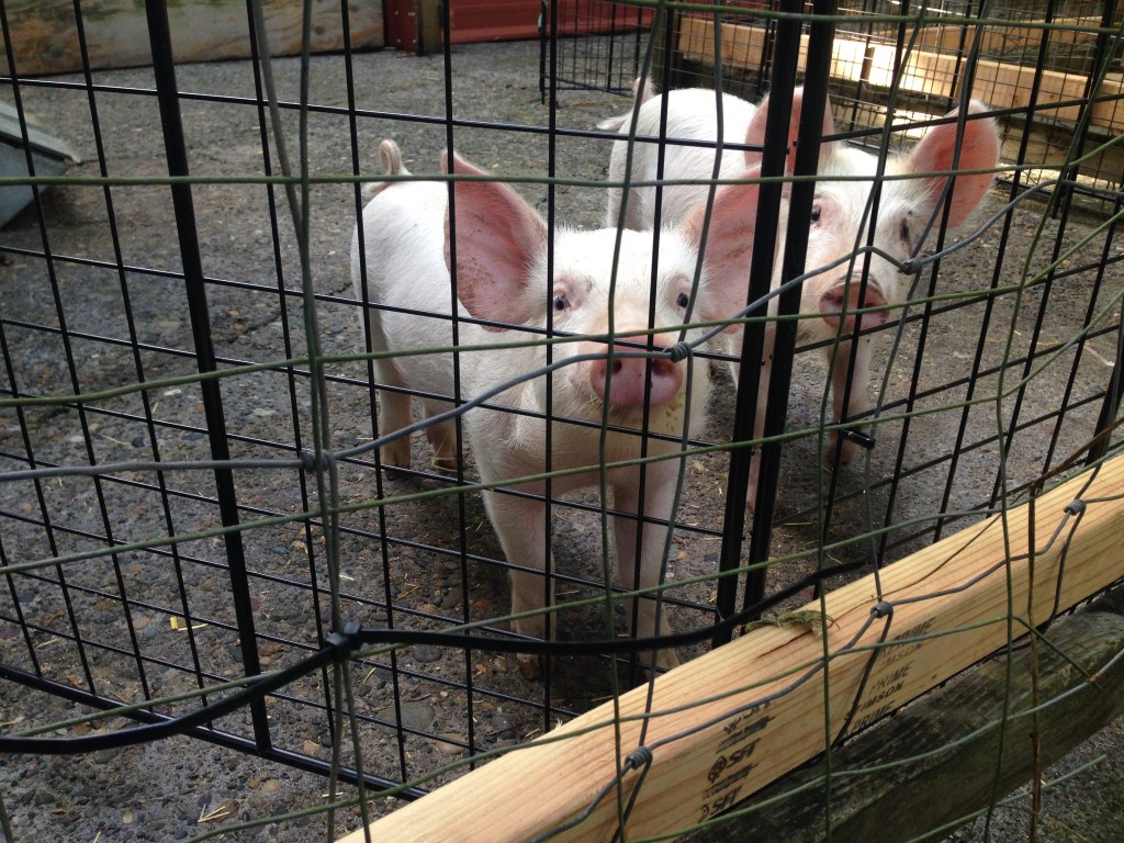 It’s that piglet time of&nbsp;year!