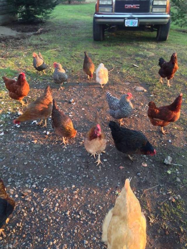 10906265_783177645052020_2098866662156613436_n