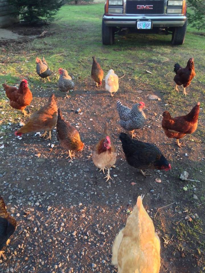 Not another rooster!!